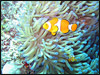 fish_thumbnail.jpg