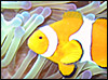 fish_thumbnail_cropped.jpg
